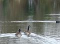 2010-0215-1410_Canada_Geese_3C